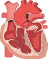 srdce fyziologie -prurez.jpg
